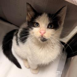 Shelter Stray Male Cat last seen , Animal Care & Control Team of Philly, 111 W Hunting Park Ave, Philadelphia, PA 19140, USA
