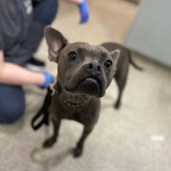 Shelter Stray Female Dog last seen , 8464 Beach Blvd, Jacksonville, FL 32216, USA