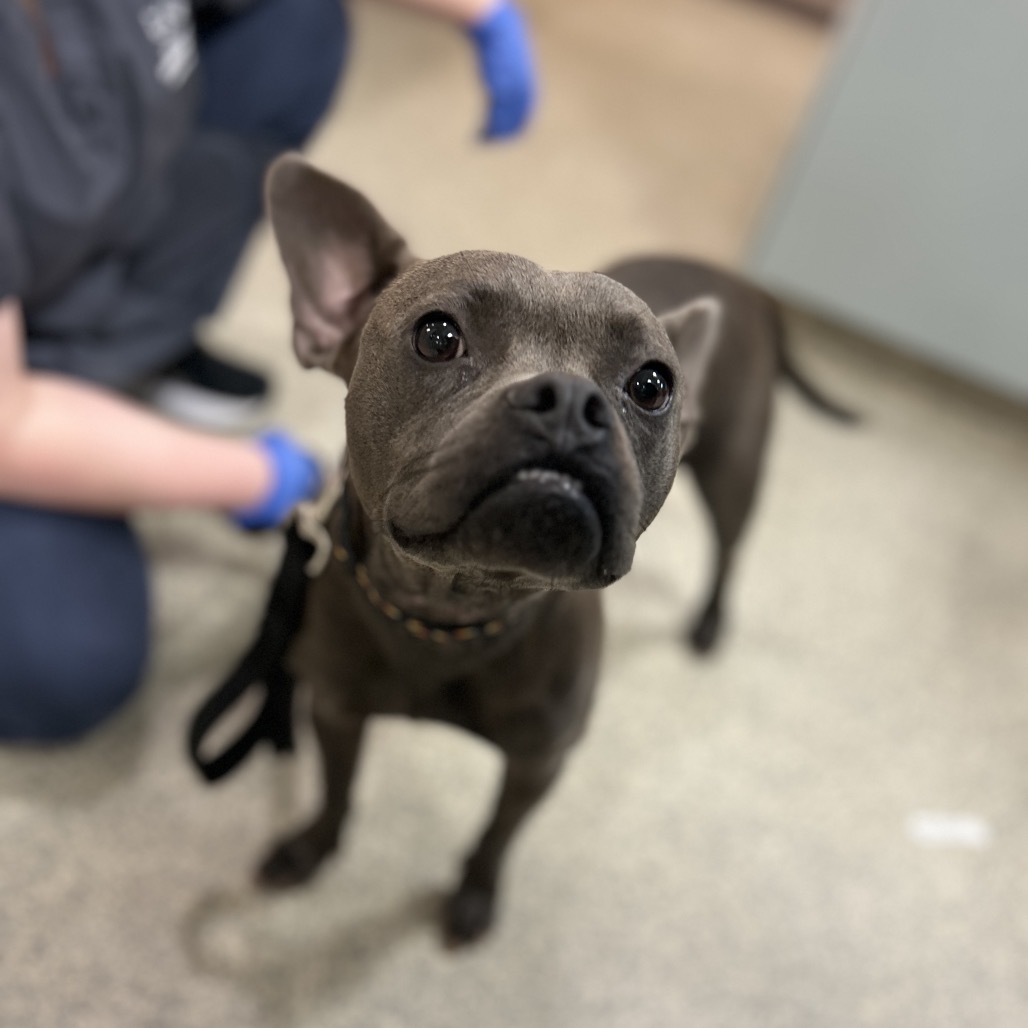 Shelter Stray Female Dog last seen , 8464 Beach Blvd, Jacksonville, FL 32216, USA