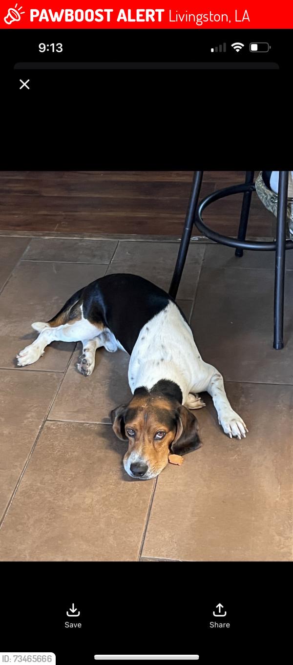 Lost Male Dog last seen Palmer rd & watts rd, Livingston, LA 70754
