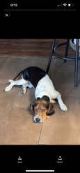 Lost Male Dog last seen Palmer rd & watts rd, Livingston, LA 70754