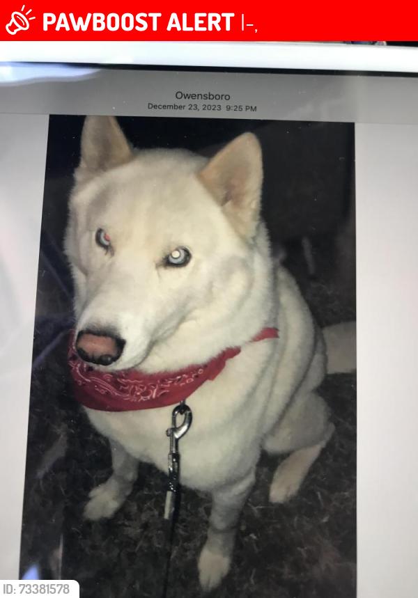 Lost Male Dog last seen Hwy 70, Jackson, TN 38301