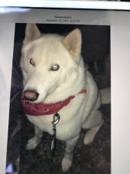 Lost Male Dog last seen Hwy 70, Jackson, TN 38301