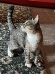 Reunited Male Cat last seen Chatham Square Park, New Haven, CT 06513