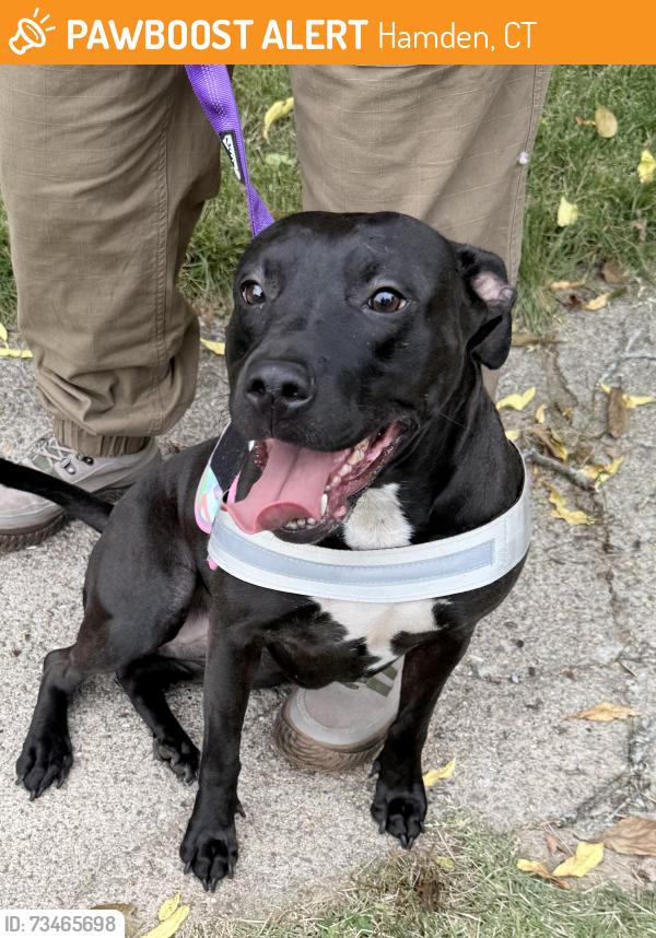 Found/Stray Female Dog last seen Frank Cesar Park, Hamden, CT 06514