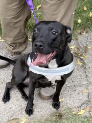 Found/Stray Female Dog last seen Frank Cesar Park, Hamden, CT 06514