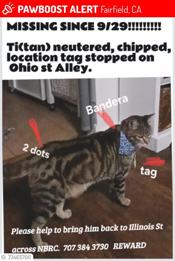 Lost Male Cat last seen Illinois st, Fairfield, CA 94533