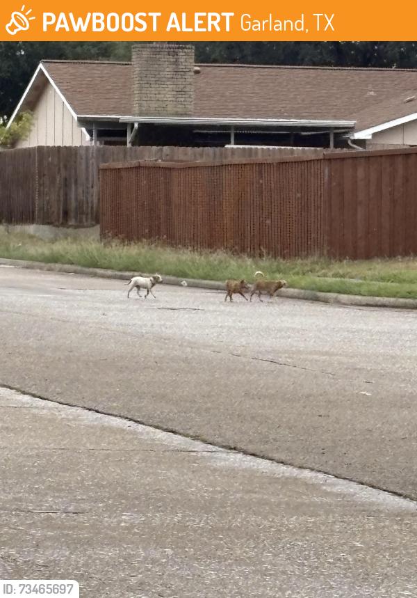 Found/Stray Unknown Dog last seen Apollo and galaxy, Garland, TX 75044