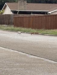 Found/Stray Unknown Dog last seen Apollo and galaxy, Garland, TX 75044