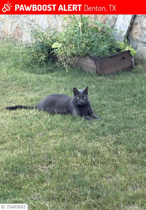 Lost Male Cat last seen Townsend Green. Pecan Park Dr, Denton, TX 76208