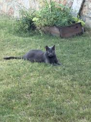 Lost Male Cat last seen Townsend Green. Pecan Park Dr, Denton, TX 76208
