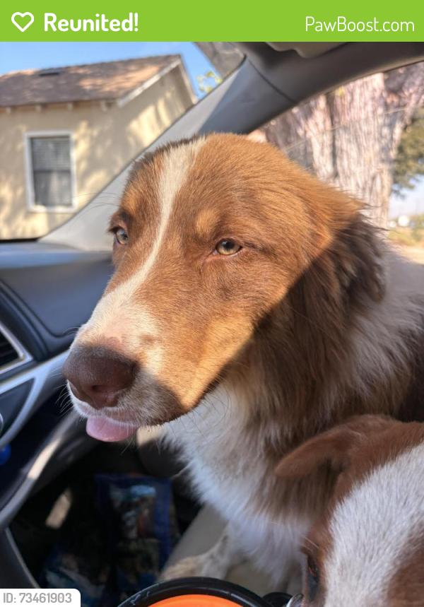 Reunited Male Dog last seen Near Geer Rd, Turlock, CA 95382, USA, Turlock, CA 95382
