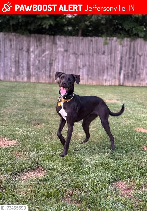 Lost Female Dog last seen capitol hill subdivision, Jeffersonville, IN 47130