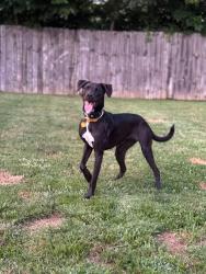 Lost Female Dog last seen capitol hill subdivision, Jeffersonville, IN 47130
