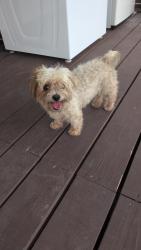 Reunited Unknown Dog last seen Adair road, Davenport, FL 33837