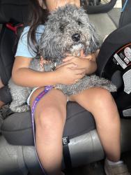 Reunited Female Dog last seen West Waggoman St and Travis Ave, Fort Worth, TX 76110