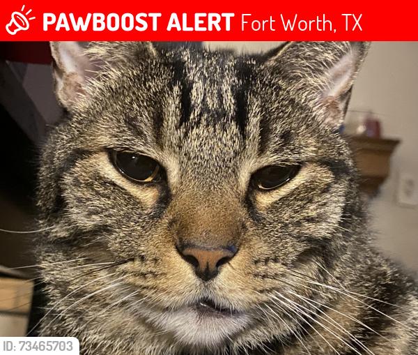 Lost Female Cat last seen Movie Tavern, Hulen Mall, Carmax, Fort Worth, TX 76132