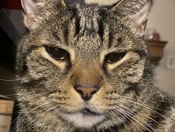 Lost Female Cat last seen Movie Tavern, Hulen Mall, Carmax, Fort Worth, TX 76132