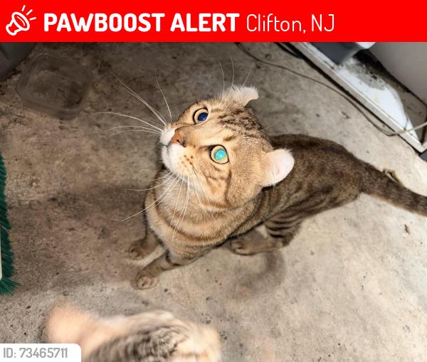 Lost Male Cat last seen Park, Clifton, NJ 07011