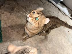 Lost Male Cat last seen Park, Clifton, NJ 07011