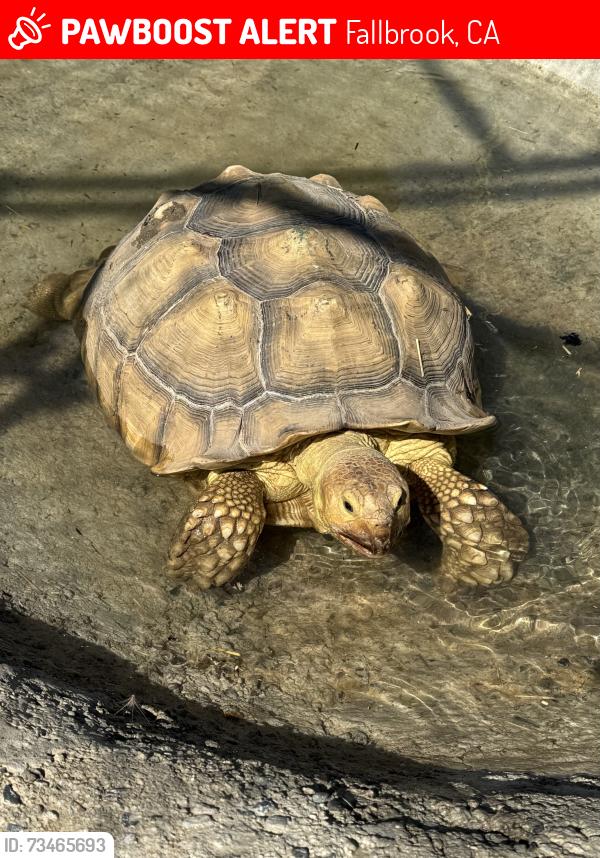 Lost Female Other last seen E Mission rd, Fallbrook, CA 92028