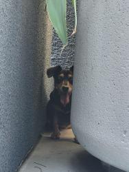 Found/Stray Unknown Dog last seen 1st and Figueroa, Los Angeles, CA 90012