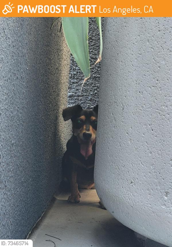 Found/Stray Unknown Dog last seen 1st and Figueroa, Los Angeles, CA 90012