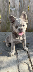 Lost Female Dog last seen Farley, Waxahachie, TX 75165
