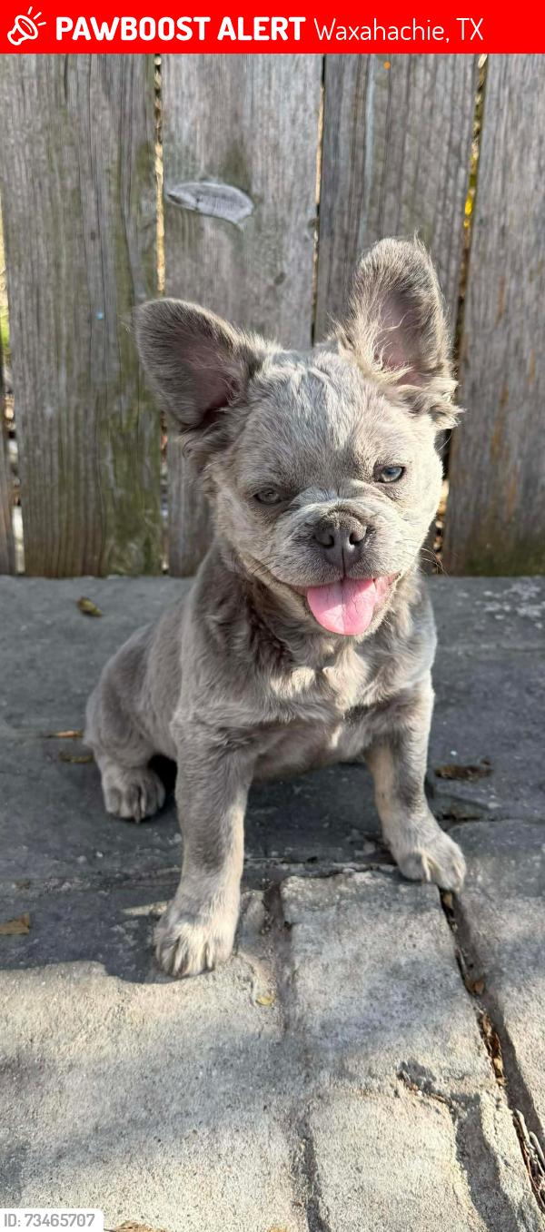 Lost Female Dog last seen Farley, Waxahachie, TX 75165