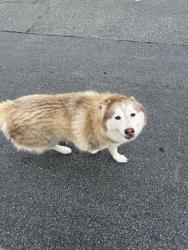 Reunited Unknown Dog last seen Thomasville medical center, Thomasville, NC 27360