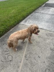 Reunited Female Dog last seen Sandberry rd. And Hard rock circle, Orlando, FL 32819