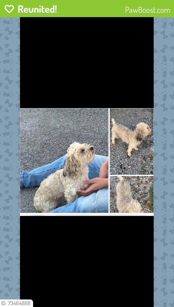 Reunited Female Dog last seen Readyville post office, Readyville, TN 37149