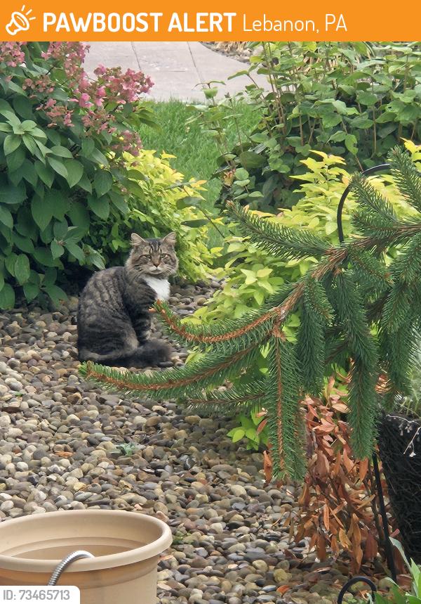 Found/Stray Unknown Cat last seen Near Briar Rose Avenue, Lebanon, PA 17046