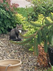 Found/Stray Unknown Cat last seen Near Briar Rose Avenue, Lebanon, PA 17046