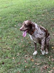 Found/Stray Male Dog last seen Marshall rd and Dunlap Roddy, Rock Hill, SC 29730