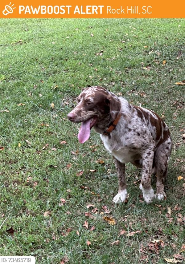 Found/Stray Male Dog last seen Marshall rd and Dunlap Roddy, Rock Hill, SC 29730