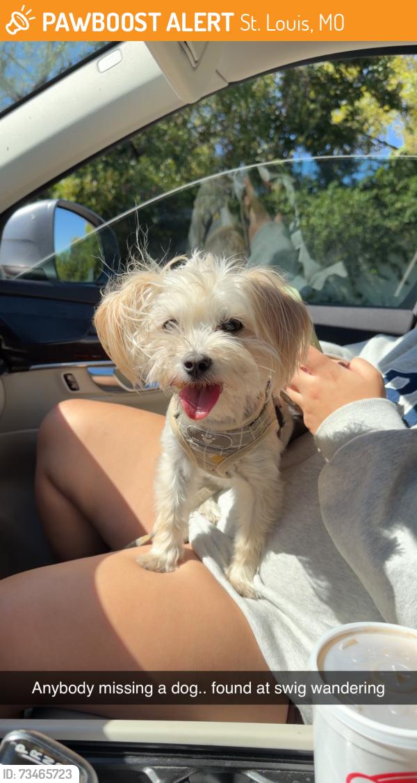 Found/Stray Female Dog last seen Swig, St. Louis, MO 63103