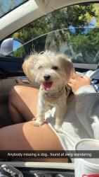 Found/Stray Female Dog last seen Swig, St. Louis, MO 63103