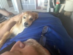 Reunited Male Dog last seen Alexander and Teneya, Las Vegas, NV 89129
