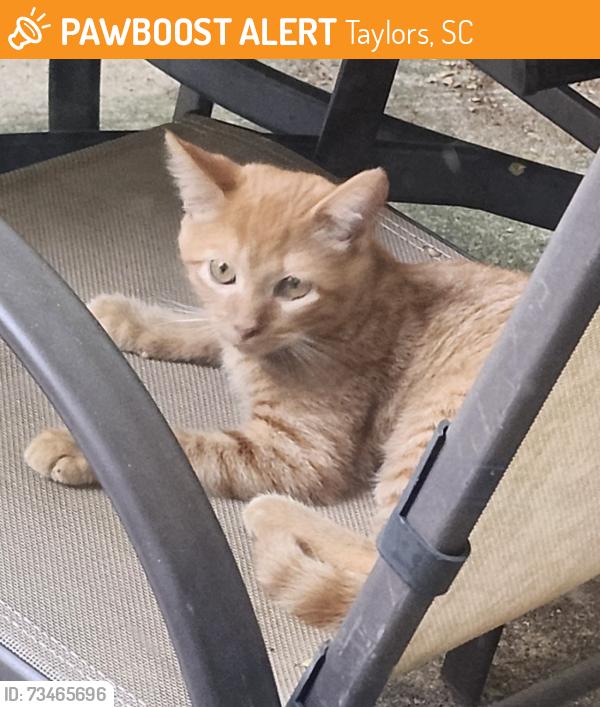 Found/Stray Unknown Cat last seen Hartsville drive and Watson road by wade hampton highway in taylors, Taylors, SC 29687