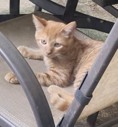 Found/Stray Unknown Cat last seen Hartsville drive and Watson road by wade hampton highway in taylors, Taylors, SC 29687