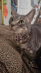 Lost Male Cat last seen Tiger maple court, Kissimmee, FL 34743