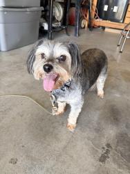 Found/Stray Unknown Dog last seen Dallan Woods Sub. Roosevelt and Skye, Nampa, ID 83686
