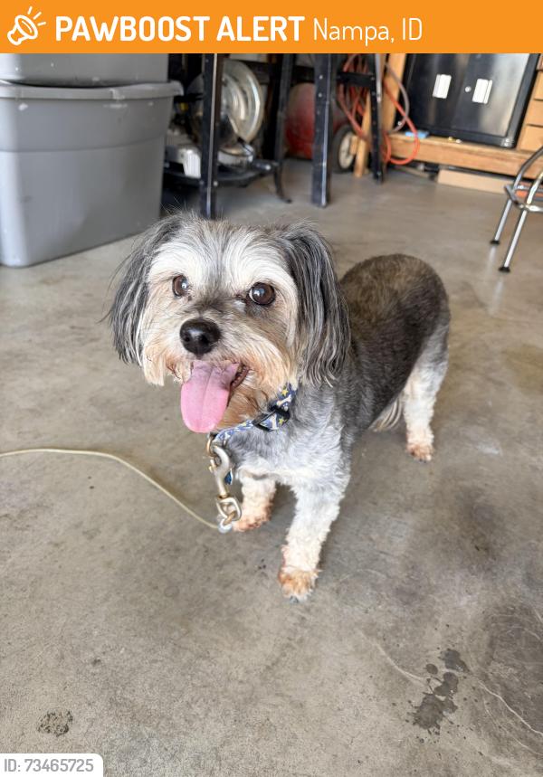 Found/Stray Unknown Dog last seen Dallan Woods Sub. Roosevelt and Skye, Nampa, ID 83686