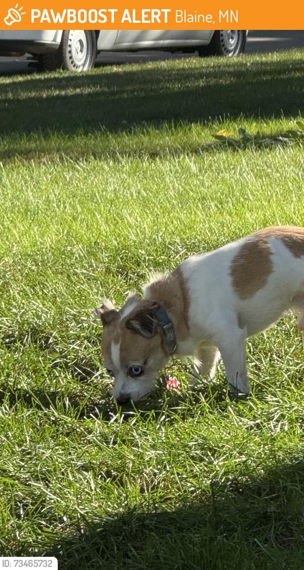 Found/Stray Male Dog last seen Quincy blvd NE and Territorial, Blaine, MN 55434