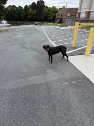 Found/Stray Unknown Dog last seen Thomasville medical center, Thomasville, NC 27360