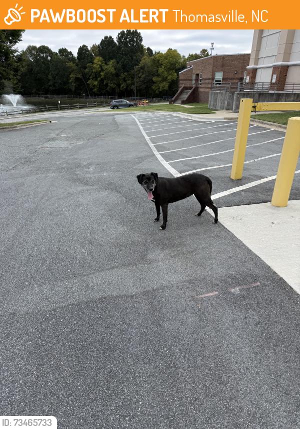 Found/Stray Unknown Dog last seen Thomasville medical center, Thomasville, NC 27360