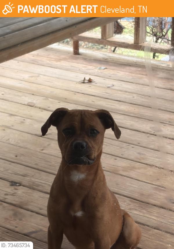 Found/Stray Male Dog last seen Dollar general store, Cleveland, TN 37311