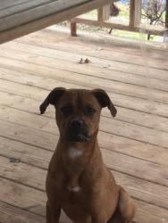 Found/Stray Male Dog last seen Dollar general store, Cleveland, TN 37311