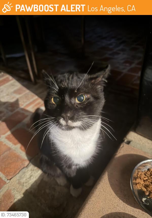 Found/Stray Male Cat last seen Near N Stanley Ave, Los Angeles, CA 90046
